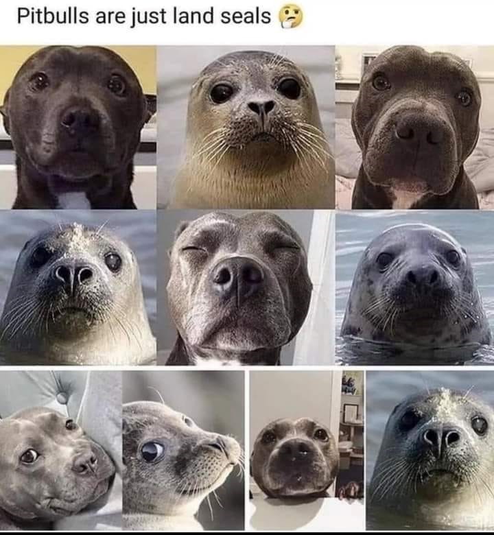 Pitbulls are just land seals
