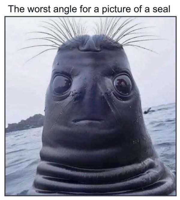 The worst angle for a picture of a seal
