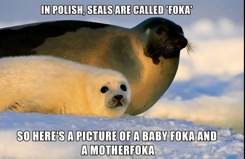 IN POLISH, SEALS ARE CALLED 'FOKA SO HERE'S A PICTURE OF A BABY FOKA AND A MOTHERFOKA