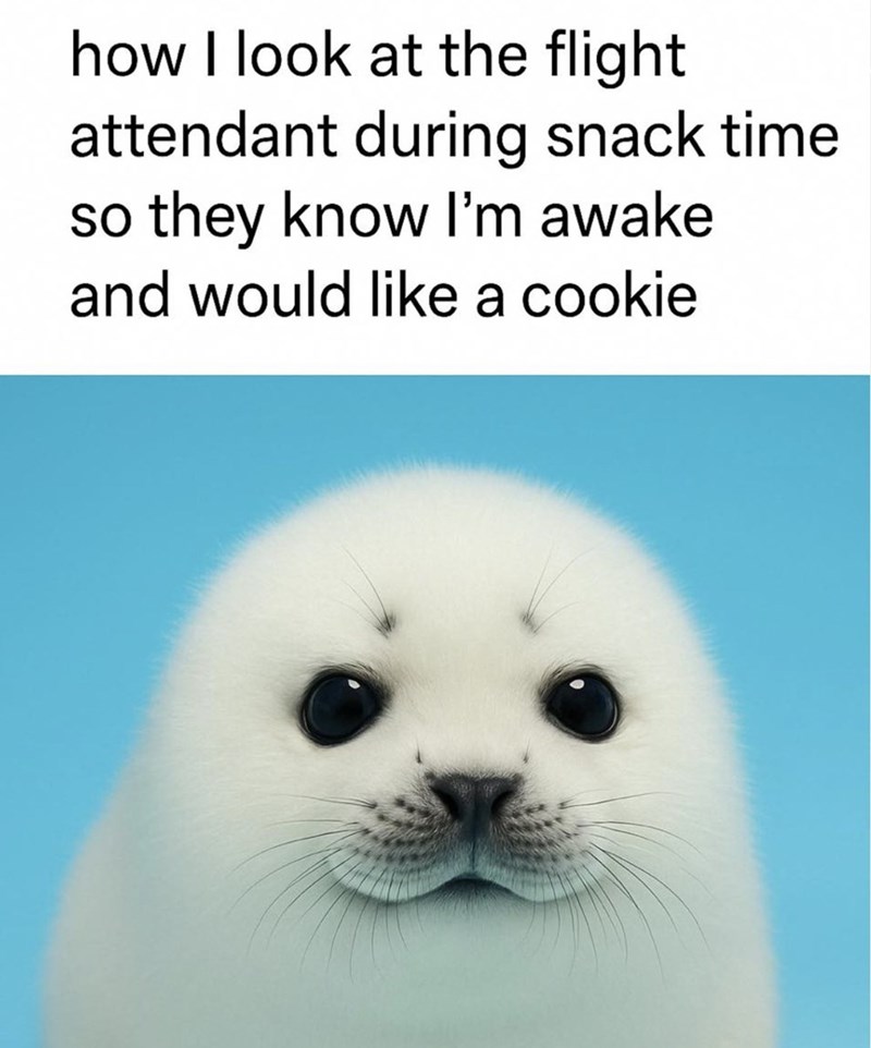 how I look at the flight attendant during snack time so they know I'm awake. and would like a cookie