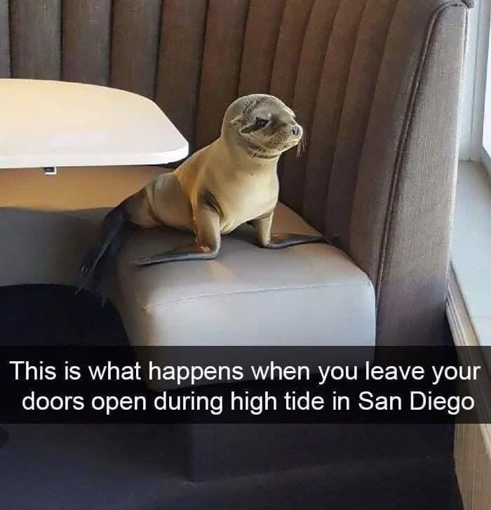 7 This is what happens when you leave your doors open during high tide in San Diego