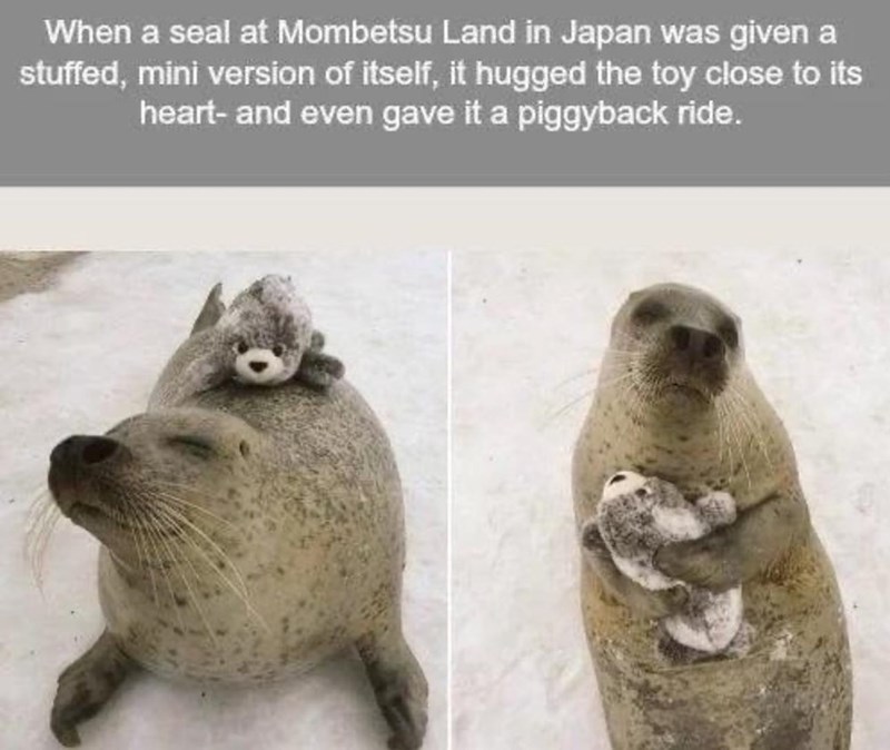 When a seal at Mombetsu Land in Japan was given a stuffed, mini version of itself, it hugged the toy close to its heart- and even gave it a piggyback ride.