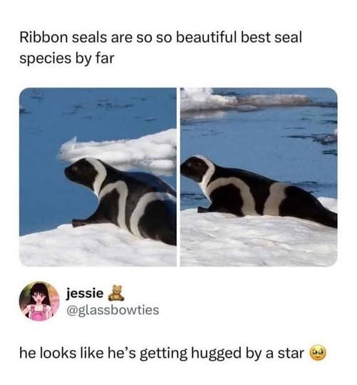 Ribbon seals are so so beautiful best seal species by far jessie @glassbowties he looks like he's getting hugged by a star