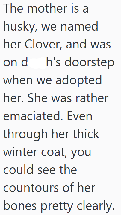 The mother is a husky, we named her Clover, and was on d h's doorstep when we adopted her. She was rather emaciated. Even through her thick winter coat, you could see the countours of her bones pretty clearly.