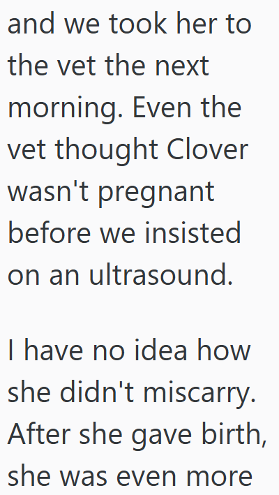 and we took her to the vet the next morning. Even the vet thought Clover wasn't pregnant before we insisted on an ultrasound. I have no idea how she didn't miscarry. After she gave birth, she was even more