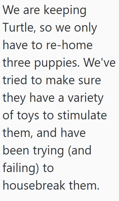 We are keeping Turtle, so we only have to re-home three puppies. We've tried to make sure they have a variety of toys to stimulate them, and have been trying (and failing) to housebreak them.