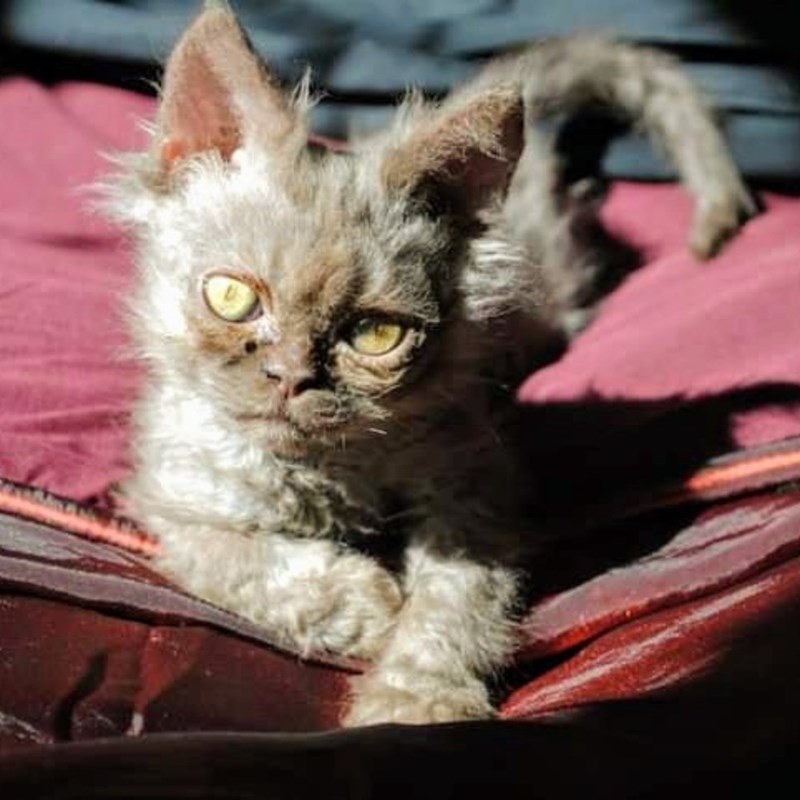 Cheezburger Image 10611094016