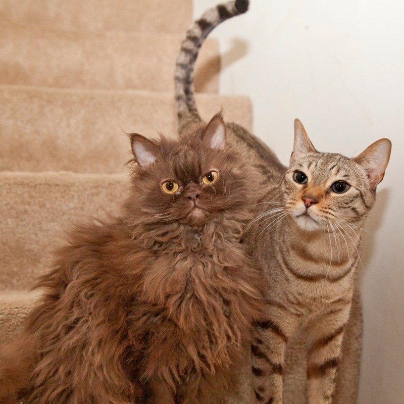 Cheezburger Image 10611094272