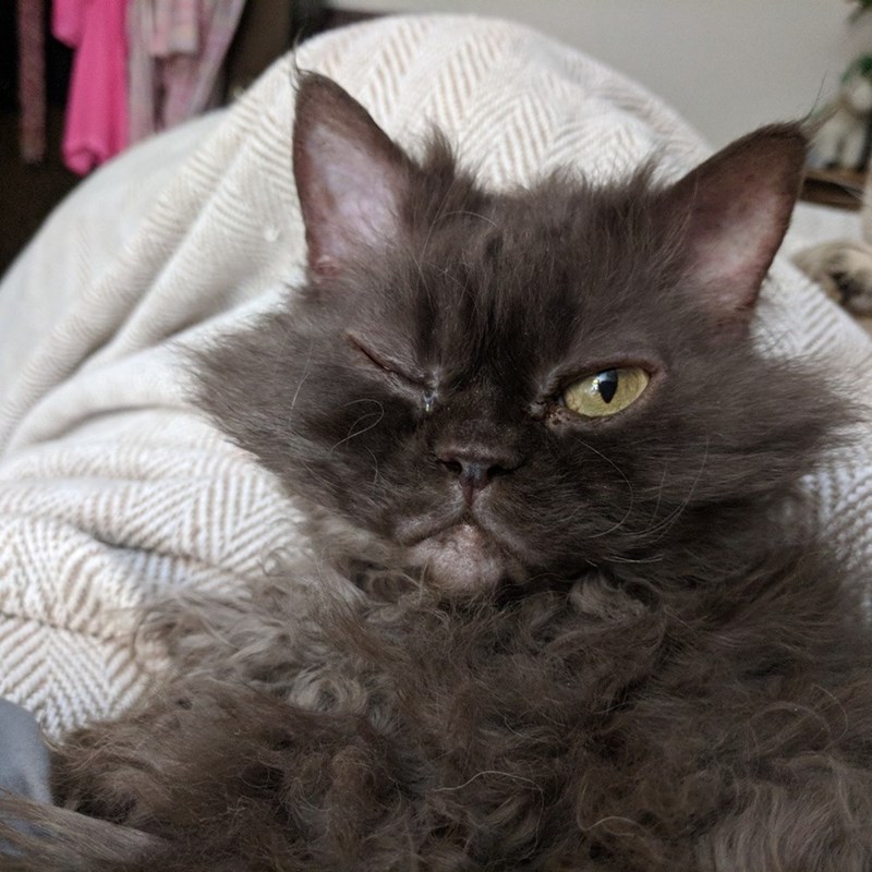 Cheezburger Image 10611094528