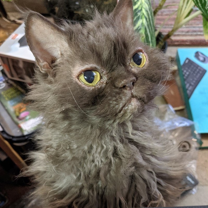 Cheezburger Image 10611094784