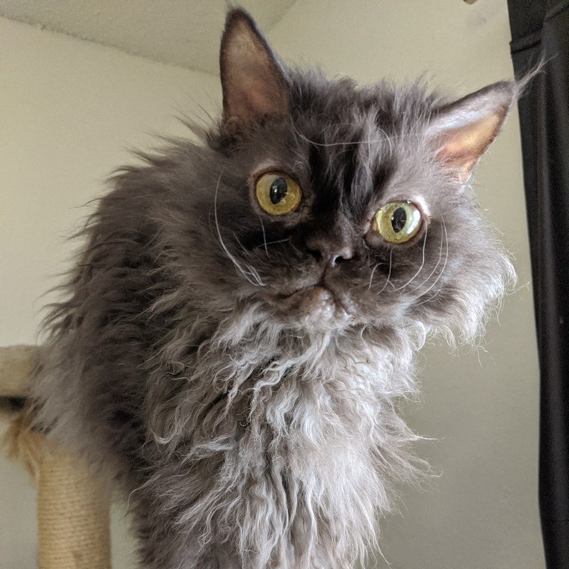 Cheezburger Image 10611095040