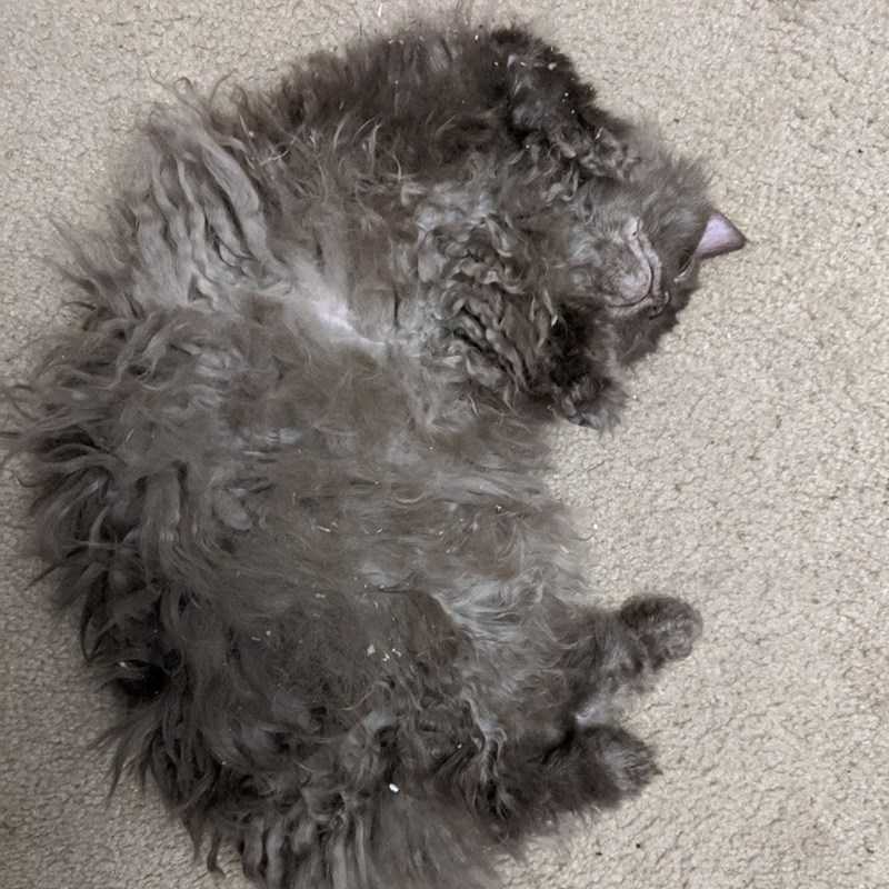 Cheezburger Image 10611095296