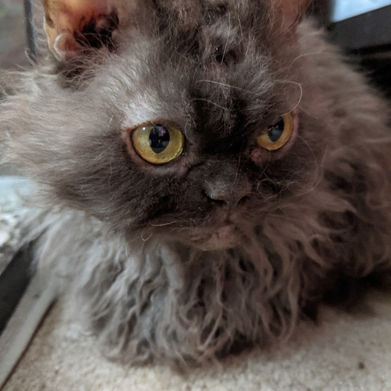 Cheezburger Image 10611095552