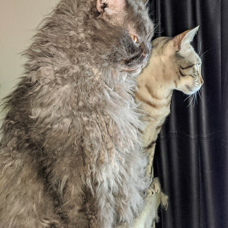 Cheezburger Image 10611096064