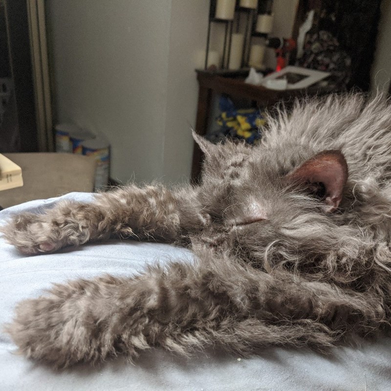 Cheezburger Image 10611096320