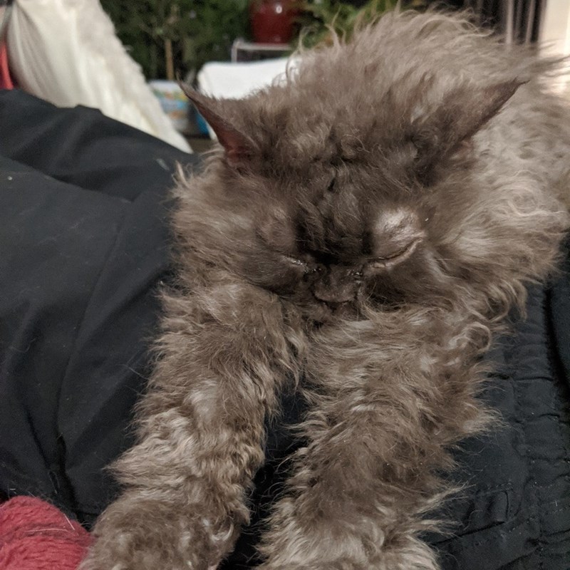 Cheezburger Image 10611096832