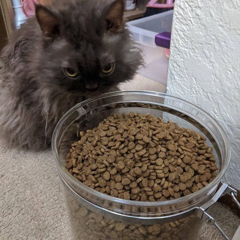 Cheezburger Image 10611097088