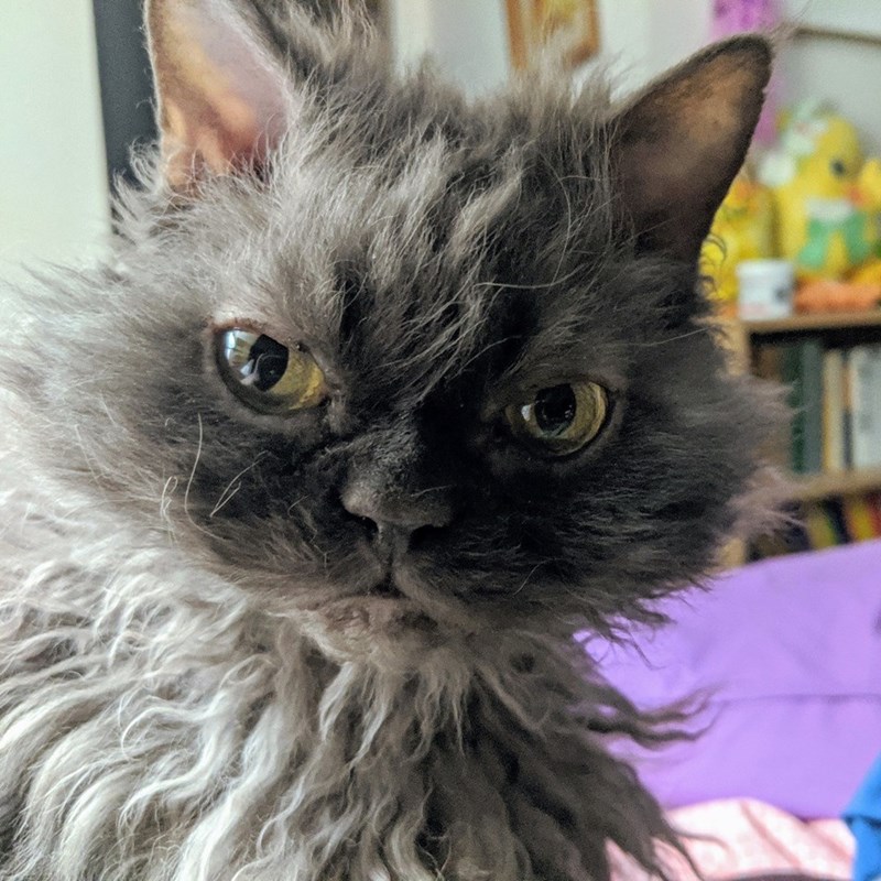 Cheezburger Image 10611097344