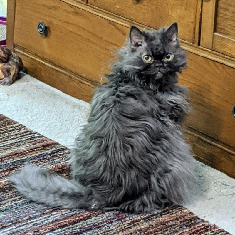 Cheezburger Image 10611097600