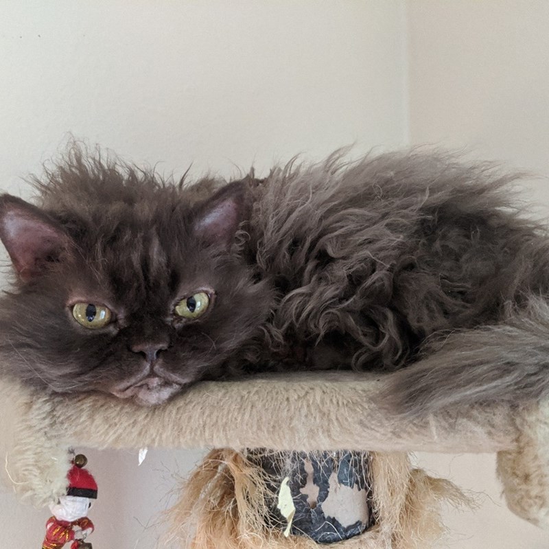 Cheezburger Image 10611097856