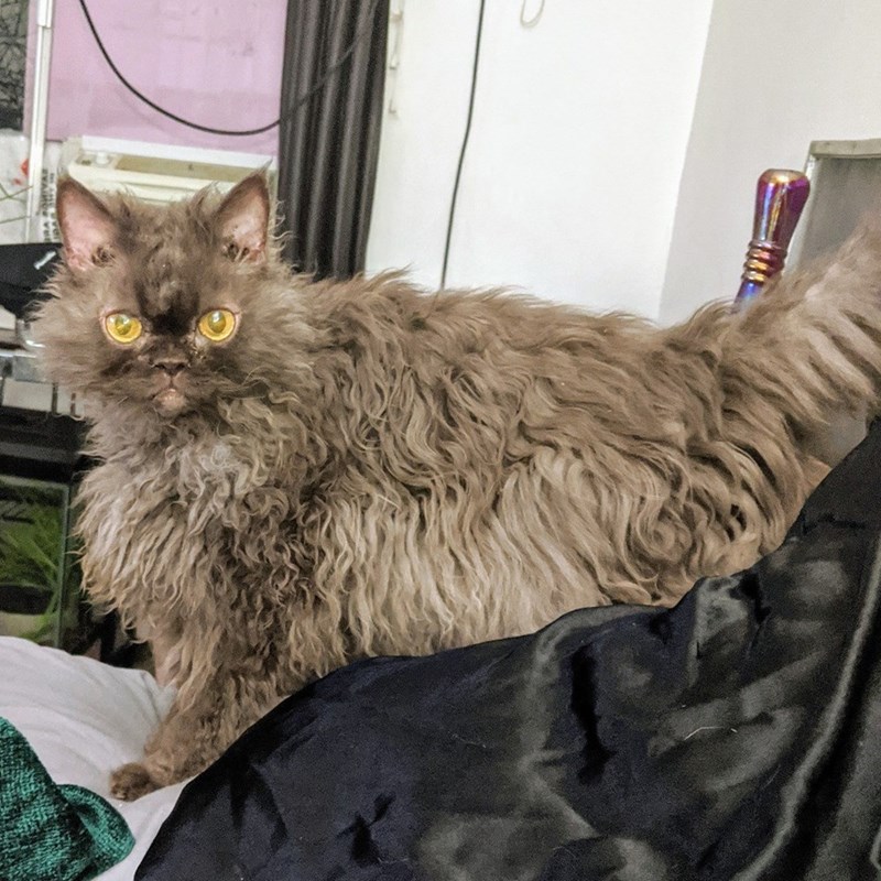 Cheezburger Image 10611100672