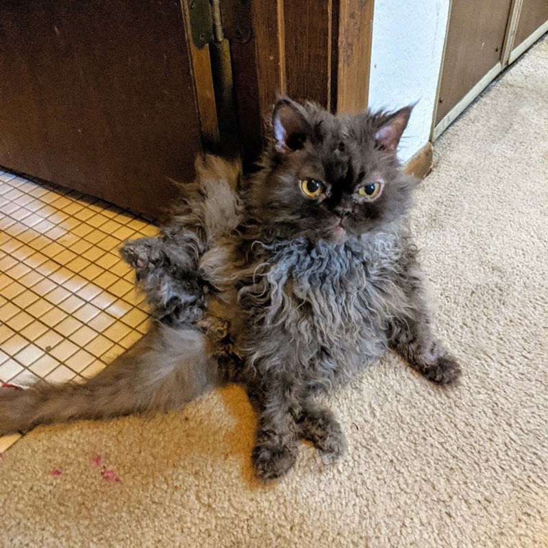 Cheezburger Image 10611101440