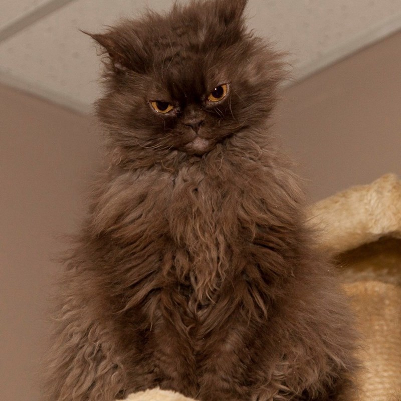 Cheezburger Image 10611102720