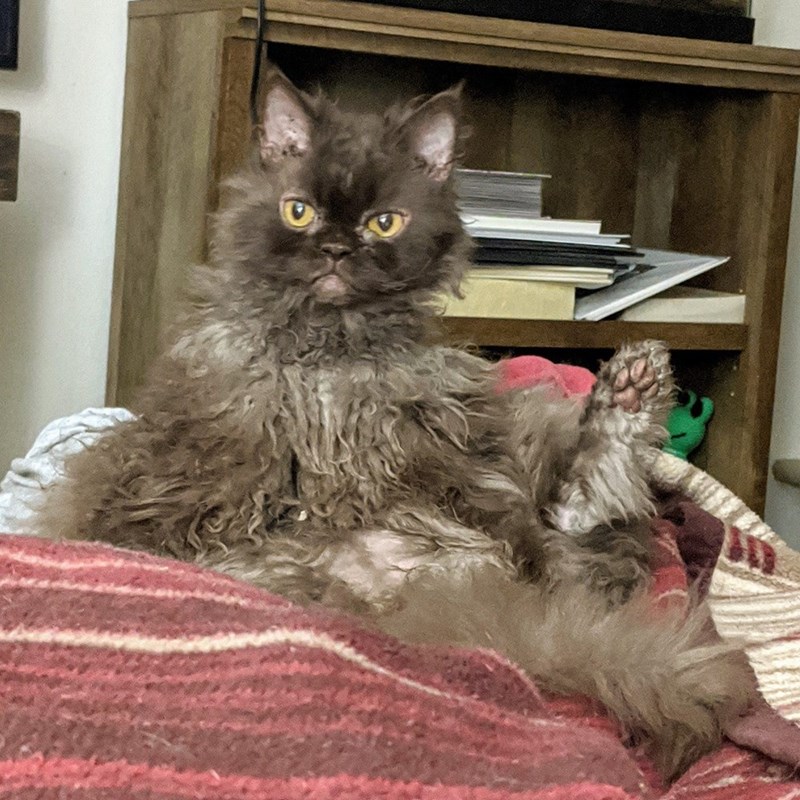 Cheezburger Image 10611102976