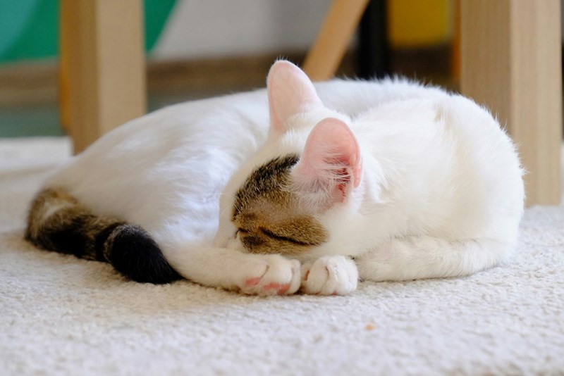 Image of a cat curled up on the carpet. 