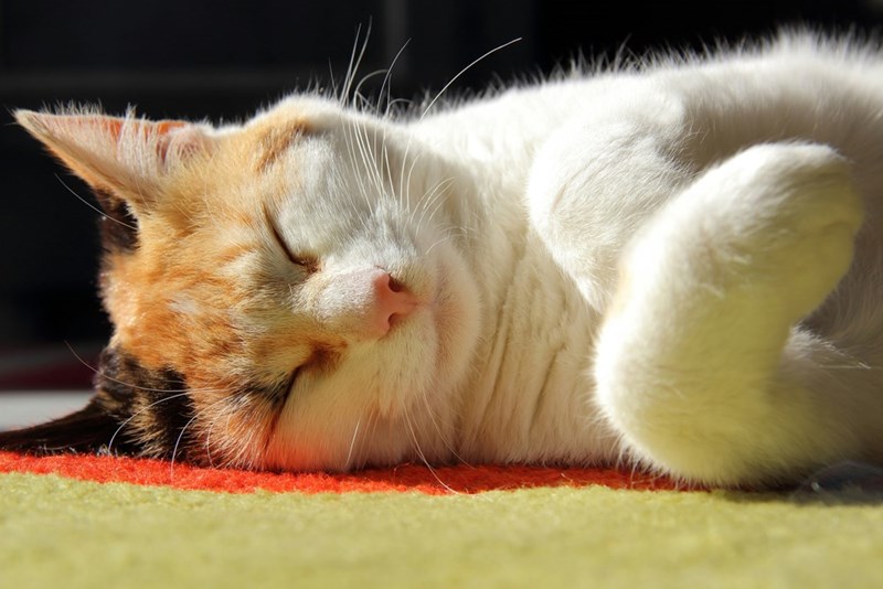 Image of a cute cat sleeping. 