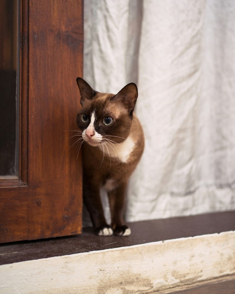 Image of a cat peeking through a door.