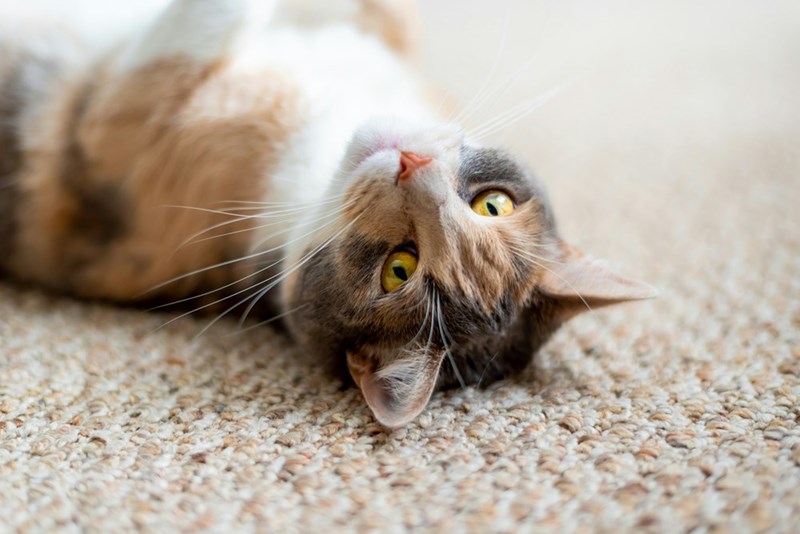 Image of a cute cat lying on a carpet.