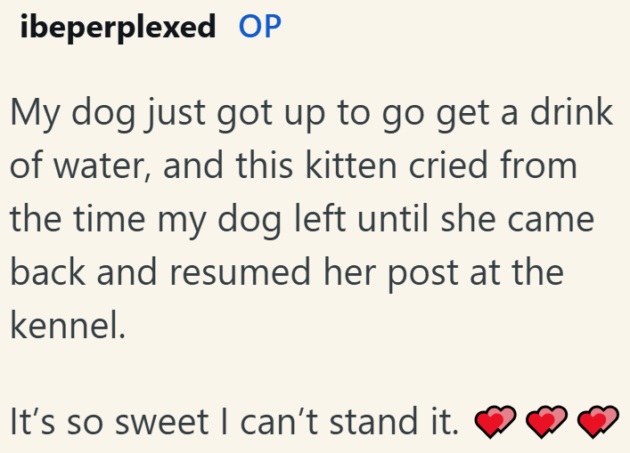 ibeperplexed OP My dog just got up to go get a drink of water, and this kitten cried from the time my dog left until she came back and resumed her post at the kennel. It's so sweet I can't stand it.