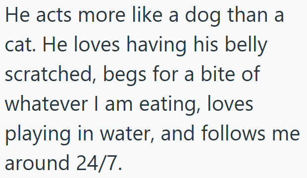 He acts more like a dog than a cat. He loves having his belly scratched, begs for a bite of whatever I am eating, loves playing in water, and follows me around 24/7.