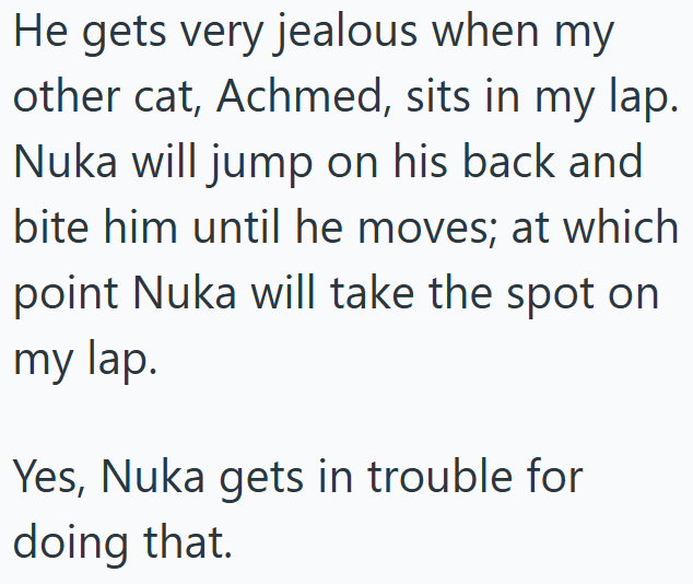 He gets very jealous when my other cat, Achmed, sits in my lap. Nuka will jump on his back and bite him until he moves; at which point Nuka will take the spot on my lap. Yes, Nuka gets in trouble for doing that.