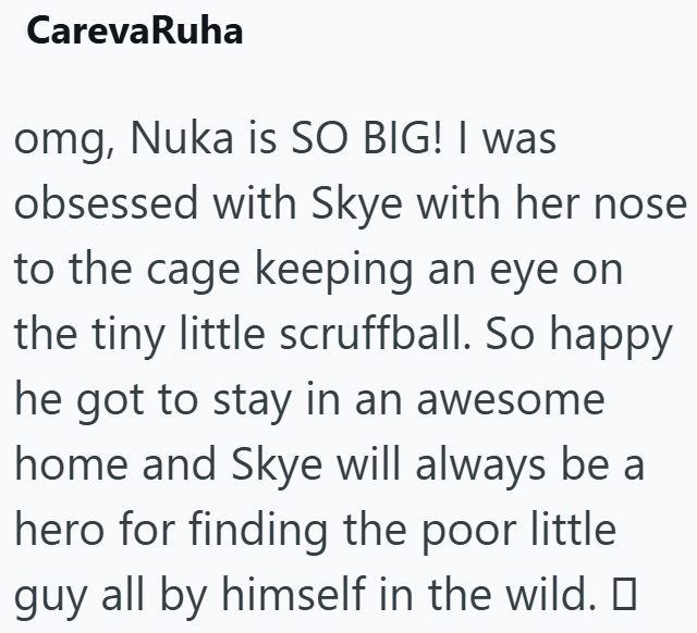CarevaRuha omg, Nuka is SO BIG! I was obsessed with Skye with her nose to the cage keeping an eye on the tiny little scruffball. So happy he got to stay in an awesome home and Skye will always be a hero for finding the poor little guy all by himself in the wild. □