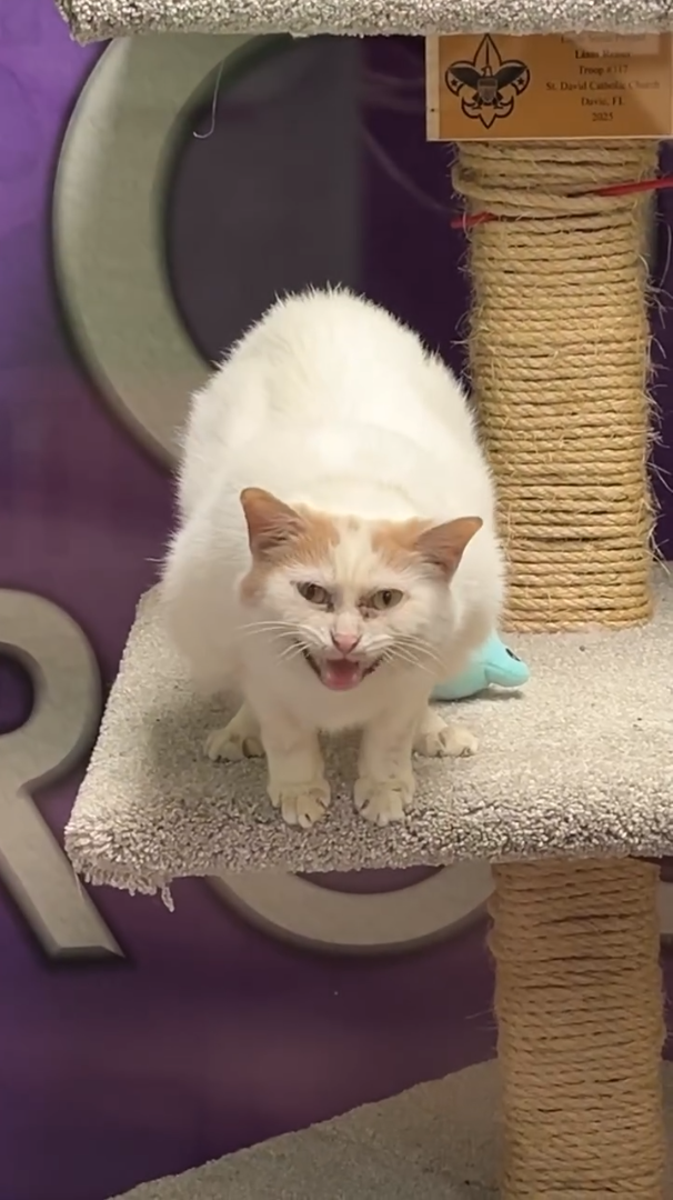 Lis Troop 4117 St. David Catholic C 2025 ||