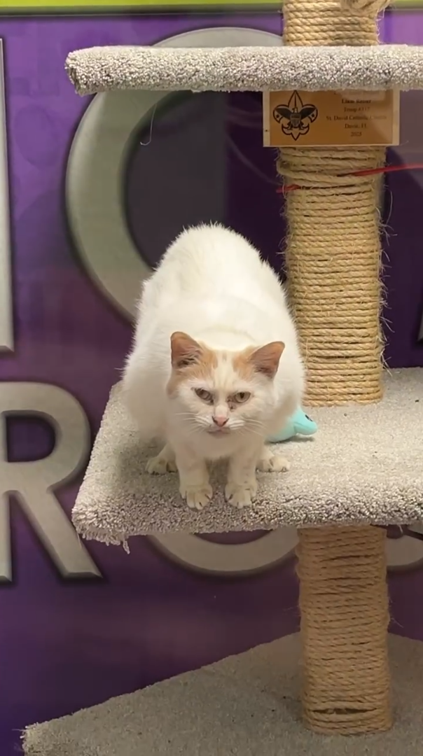 R Lism Revat Jump 431 St. David Cate Doniec. 11 21115