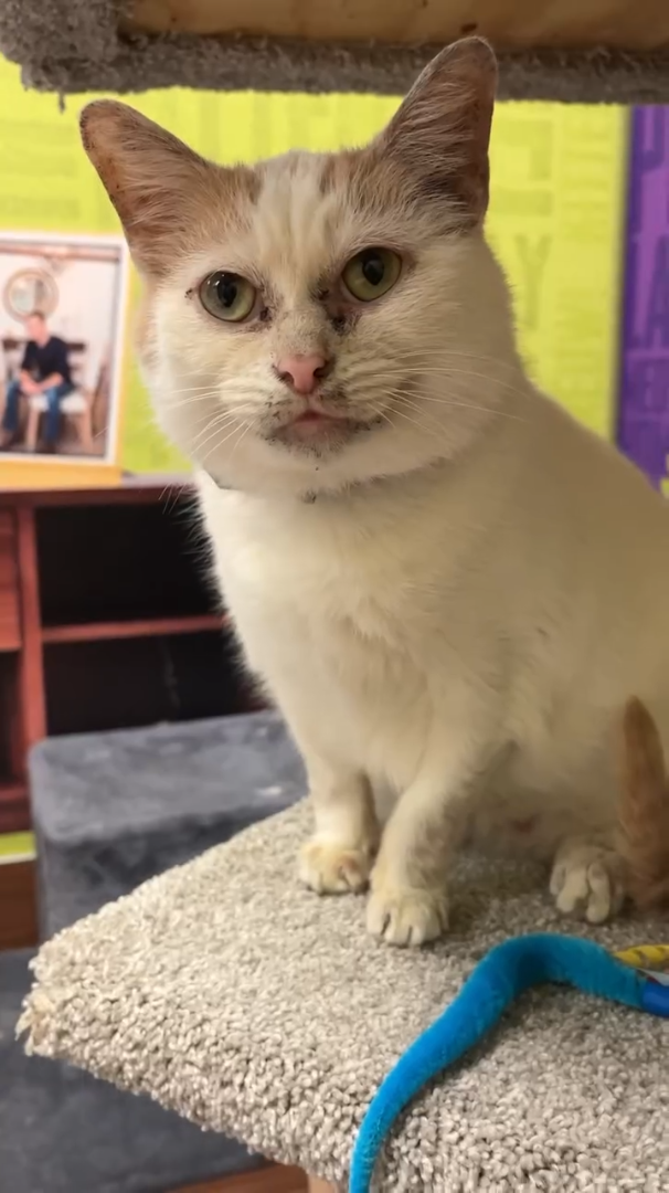 Cheezburger Image 10611111168