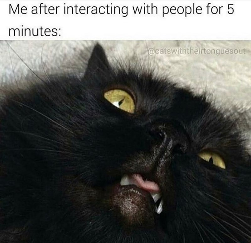 Me after interacting with people for 5 minutes: @catswiththeirtonguesout