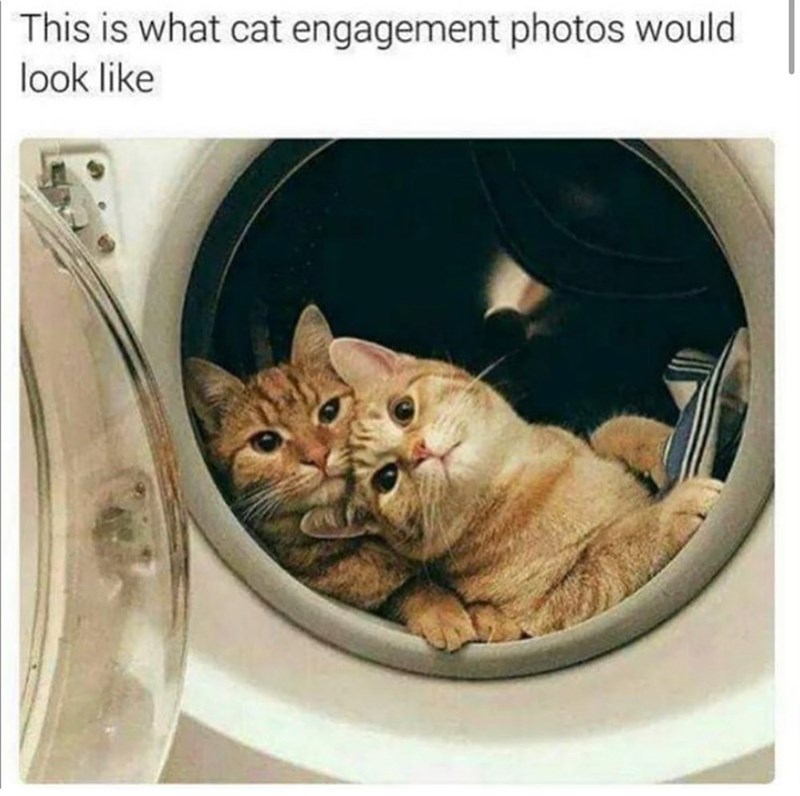 This is what cat engagement photos would look like