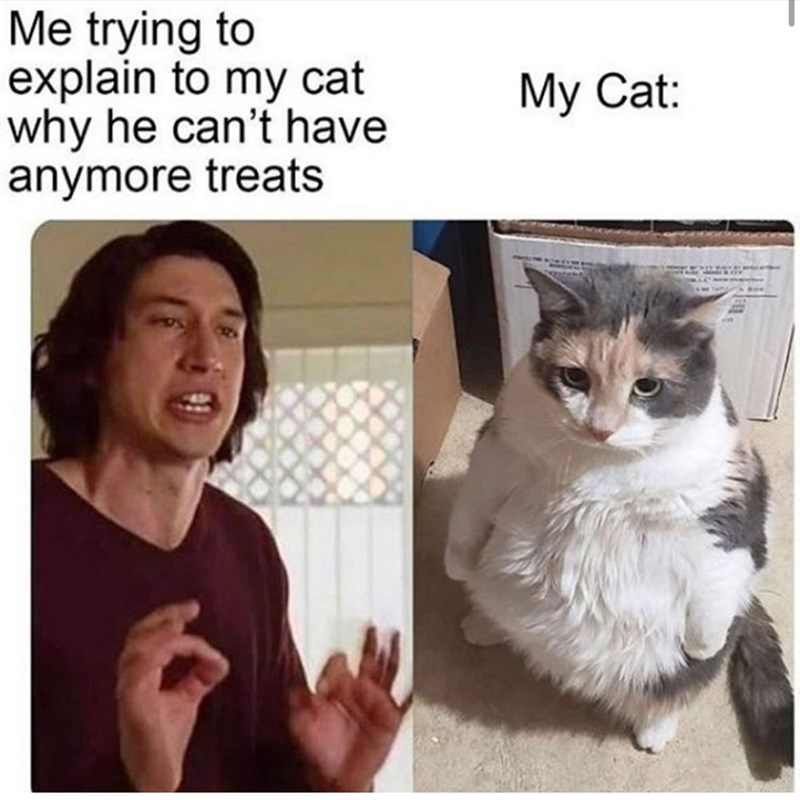 Me trying to explain to my cat why he can't have anymore treats My Cat: