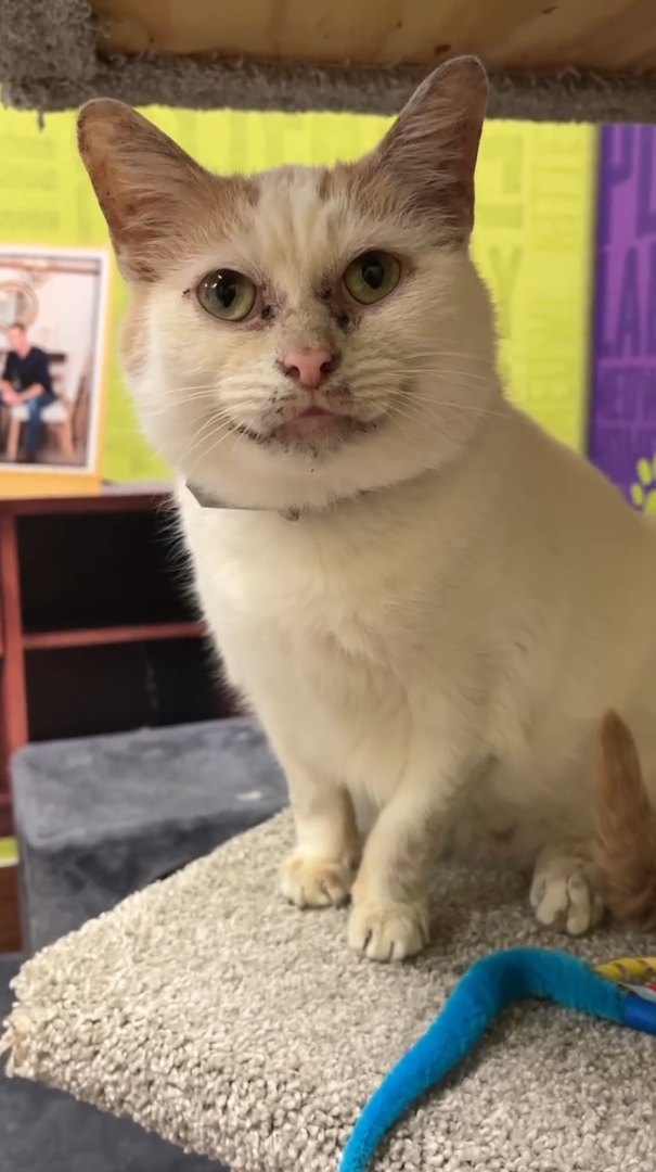 Cheezburger Image 10611112960