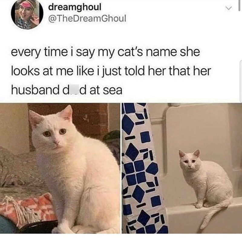 dreamghoul @TheDreamGhoul every time i say my cat's name she looks at me like i just told her that her husband d d at sea