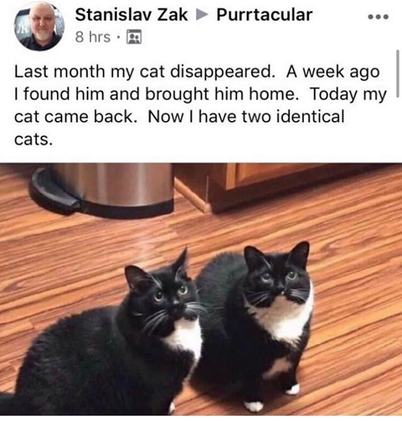 Stanislav Zak Purrtacular 8 hrs Last month my cat disappeared. A week ago I found him and brought him home. Today my cat came back. Now I have two identical cats.