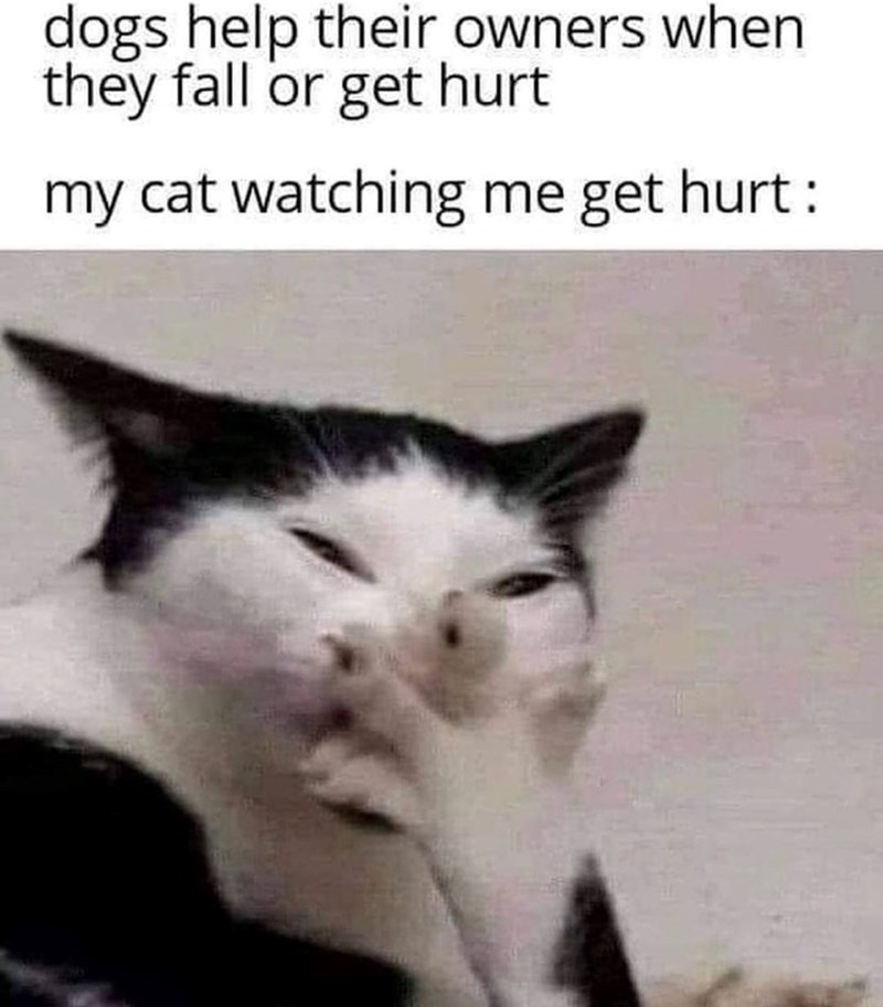 dogs help their owners when they fall or get hurt my cat watching me get hurt: