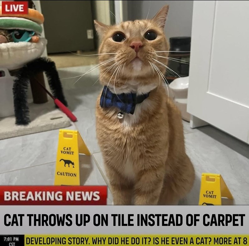 LIVE CAT VOMIT CAUTION BREAKING NEWS CAT VOMIT CAT THROWS UP ON TILE INSTEAD OF CARPET 7:01 PM DEVELOPING STORY. WHY DID HE DO IT? IS HE EVEN A CAT? MORE AT 8 CST