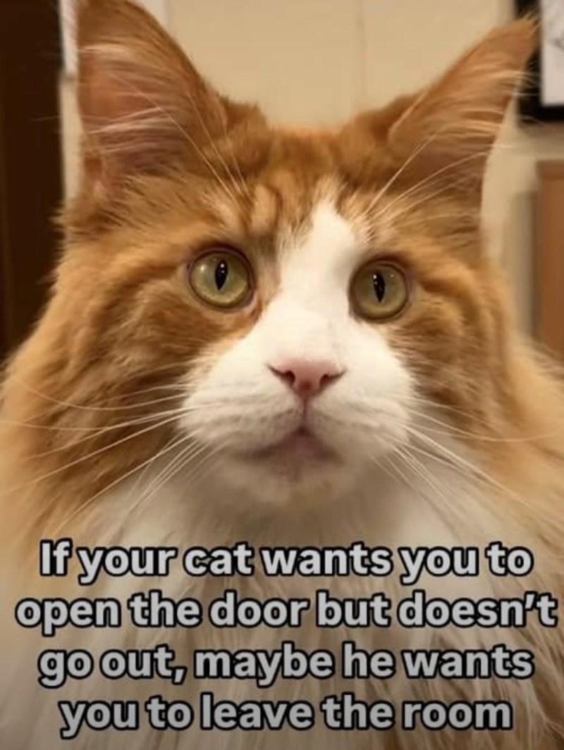 If your cat wants you to open the door but doesn't go out, maybe he wants you to leave the room