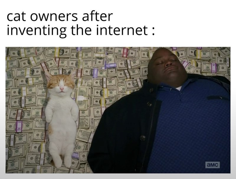cat owners after inventing the internet: B амс