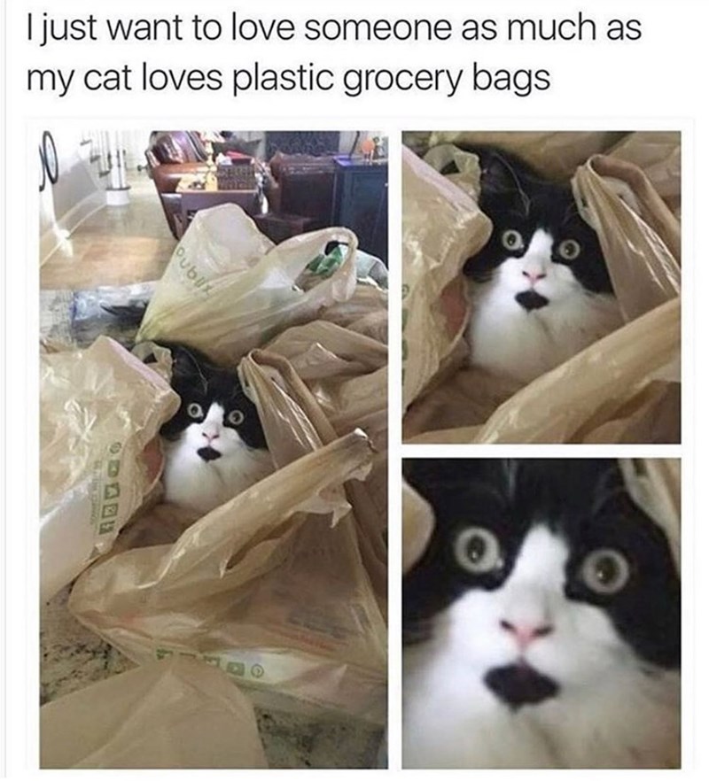 I just want to love someone as much as my cat loves plastic grocery bags Pubil